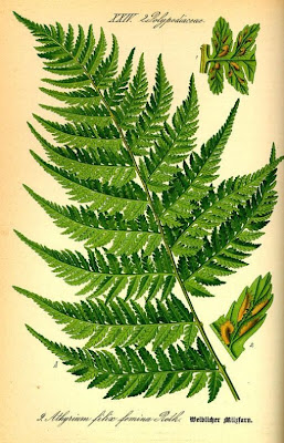 Athyrium filix-femina,
asplenium ladyfern,
common ladyfern,
lady fern,
ladyfern,
Southern Lady Fern,
subarctic lady fern,
subarctic ladyfern Athyrium filix-femina,
asplenium ladyfern,
common ladyfern,
lady fern,
ladyfern,
Southern Lady Fern,
subarctic lady fern,
subarctic ladyfern