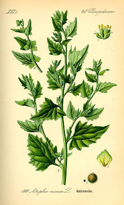 Atriplex rosea L.