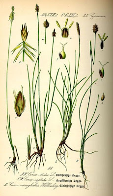 Carex capitata L.