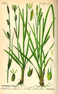 Carex distans L.