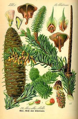 Abies alba,
abete argentato,
abete bianco,
abeto blanco,
Christmastree,
European silver fir,
sapin argenté,
sapin blanc,
Silbertanne,
silver fir,
Weißtanne,
white fir Abies alba,
abete argentato,
abete bianco,
abeto blanco,
Christmastree,
European silver fir,
sapin argenté,
sapin blanc,
Silbertanne,
silver fir,
Weißtanne,
white fir