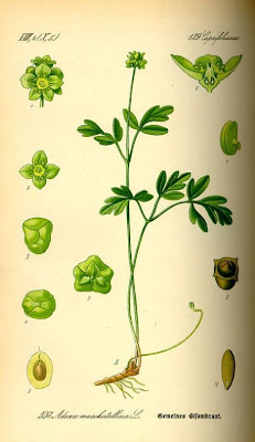 Adoxa moschatellina,
adoxa,
Moscatella,
moschatel,
Moschuskraut,
muskroot,
Town Hall Clock,
townhall-clock Adoxa moschatellina,
adoxa,
Moscatella,
moschatel,
Moschuskraut,
muskroot,
Town Hall Clock,
townhall-clock