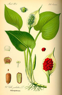 Calla palustris,
bog arum,
water arum,
water-dragon,
wild calla,
wild calla-lily