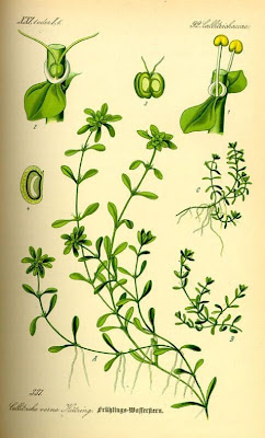 Callitriche palustris,
Gamberaja comune,
spiny waterstarwort,
spring waterstarwort,
vernal water starwort,
vernal water-starwort,
vernal waterstarwort Callitriche palustris,
Gamberaja comune,
spiny waterstarwort,
spring waterstarwort,
vernal water starwort,
vernal water-starwort,
vernal waterstarwort