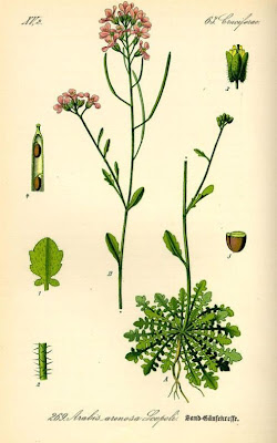 Arabetta sbandellata Arabetta sbandellata