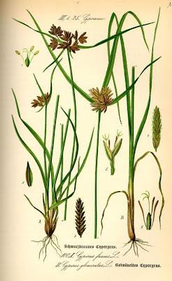 Cyperus fuscus L.