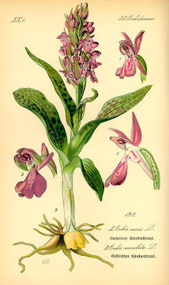 Dactylocrhiza maculata