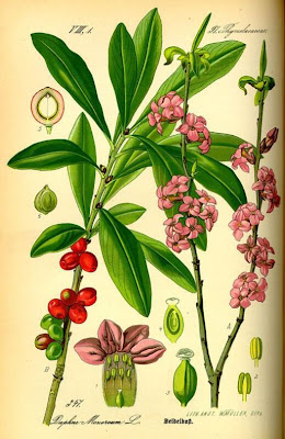 Camalea