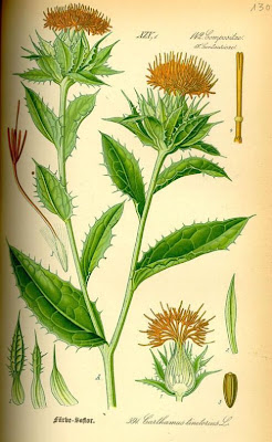 False saffron