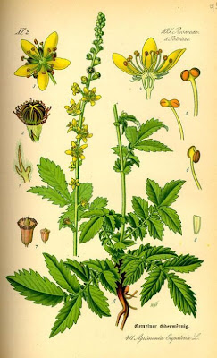 Agrimonia comune Agrimonia comune