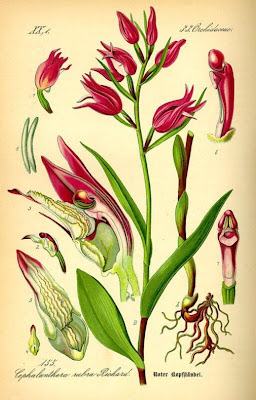 Cefalantera rossa Cefalantera rossa