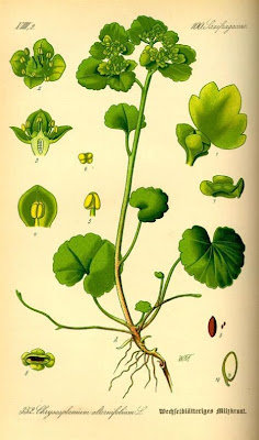 Iowa golden saxifrage