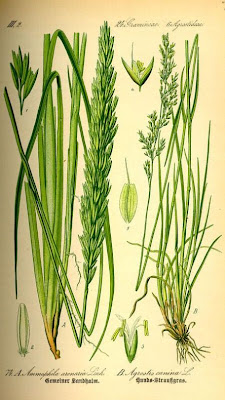 Velvet bentgrass
