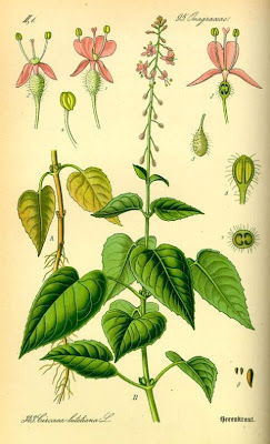 Enchanter's Nightshade