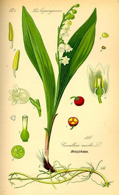 Giglio delle convalli Giglio delle convalli