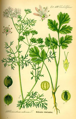 Chinese parsley