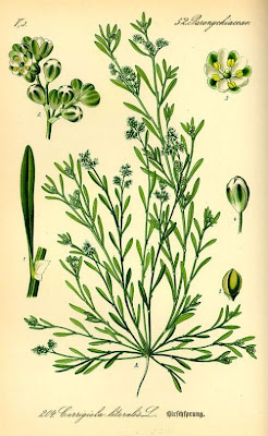 Corrigiola litorale Corrigiola litorale