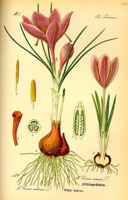 Crocus vernus,
,
dutch crocus,
Spring Crocus,
Zafferano alpino,
Zafferano maggiore