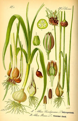 Giant garlic