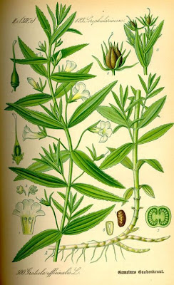 Gratiola,
hedge hyssop,
Hedge Nettle,
hedgehyssop