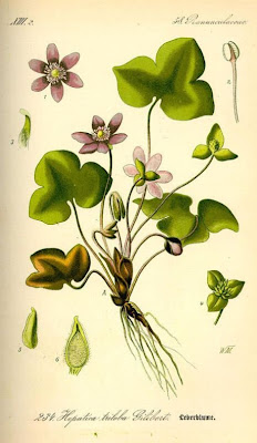 Hepatica nobilis Miller