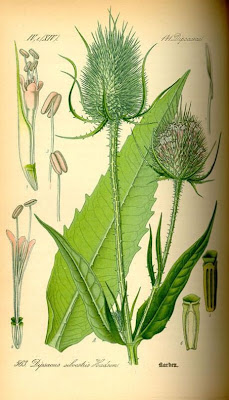 Fuller's teasel