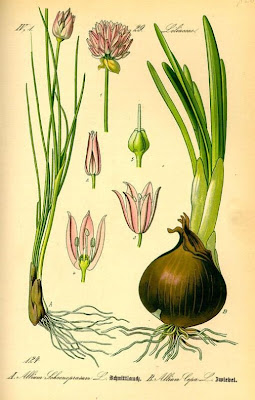 Garden onion Garden onion