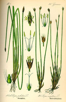Eleocharis palustris (L.) R. et S.