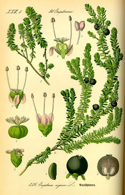 Black crowberry Black crowberry