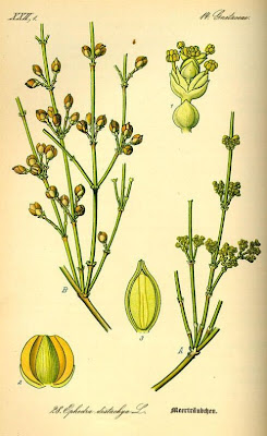 Efedra distachia