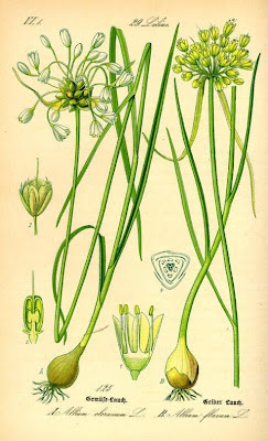 Aglio giallo Aglio giallo