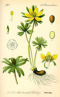 Eranthis hyemalis (L.) Salisb.
