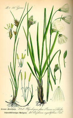 Eriophorum angustifolium Honckeny