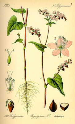 Grano turco