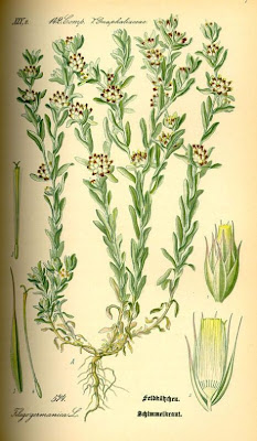 Bambagia rossastra Bambagia rossastra