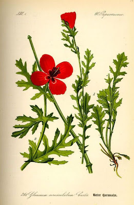 Red horned-poppy Red horned-poppy