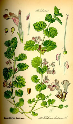 Glechoma hederacea L.