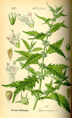 Gipsywort