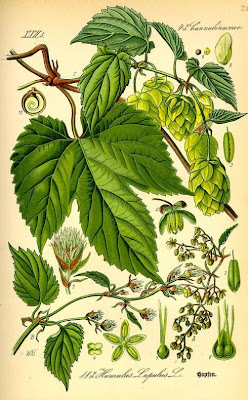 L�pulo