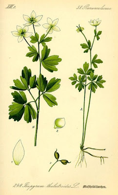 Isopyrum thalictroides L.