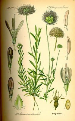 Jasione montana L.
