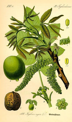 Juglans regia,
Carpathian walnut,
echte Walnu&szlig;,
English walnut,
hu tao,
Madeira walnut,
Noce comune,
nogal com&uacute;n,
nogal europeo,
nogal ingl&eacute;s,
nogueira-comum,
nogueira-europ&eacute;ia,
noyer commun,
Persian walnut,
Walnut