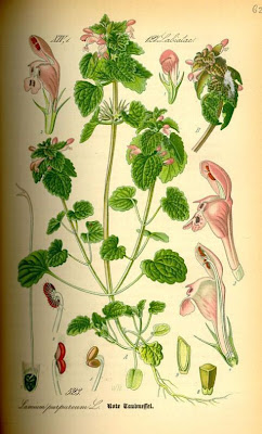 Lamium purpureum L.