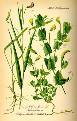 Gras-Platterbse