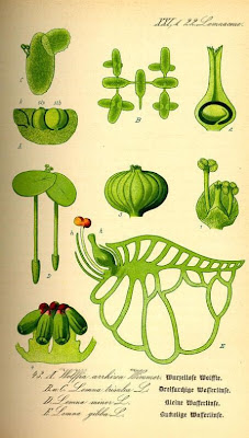 Lemna minor L.