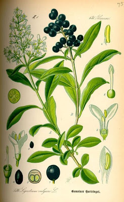 European privet