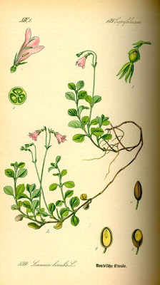 AMERICAN TWINFLOWER AMERICAN TWINFLOWER