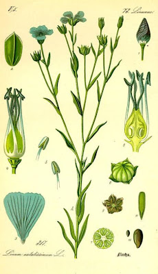 Cultivated flax Cultivated flax