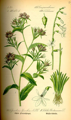 Dortmann's cardinalflower Dortmann's cardinalflower