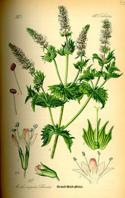 Mentha spicata L.